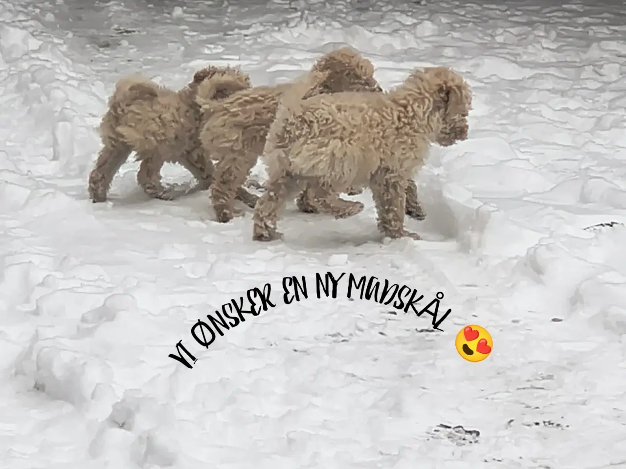 Billede 1 - Vi ønsker et nyt hjem ♥️ vi er mellem puddeler 