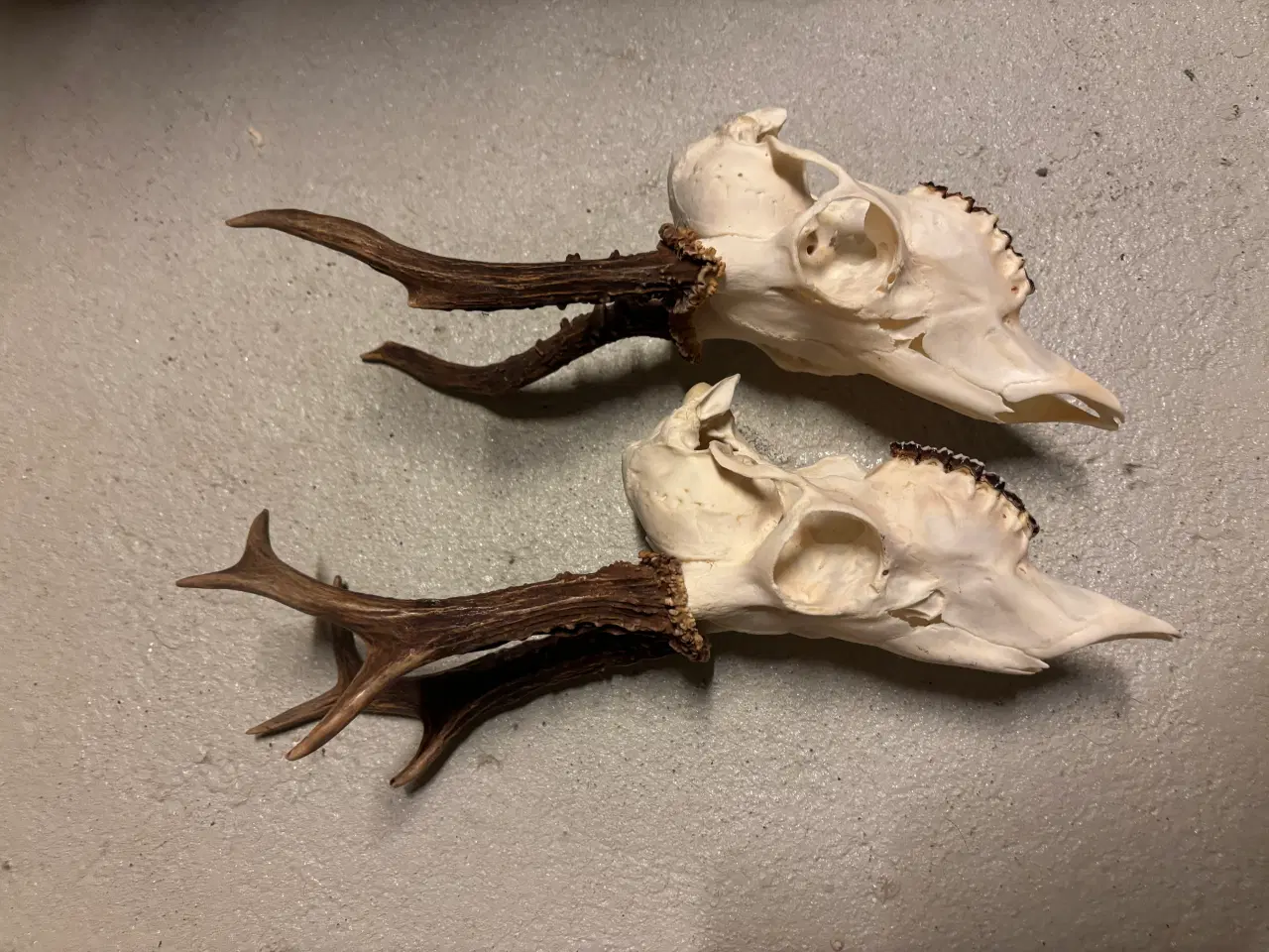 Billede 1 - Råbuk gevir opsats