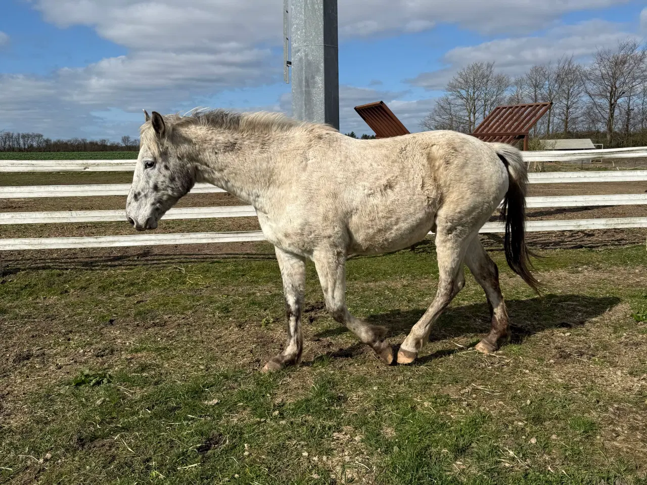 Billede 3 - Knabstrupper vallak og hoppe 