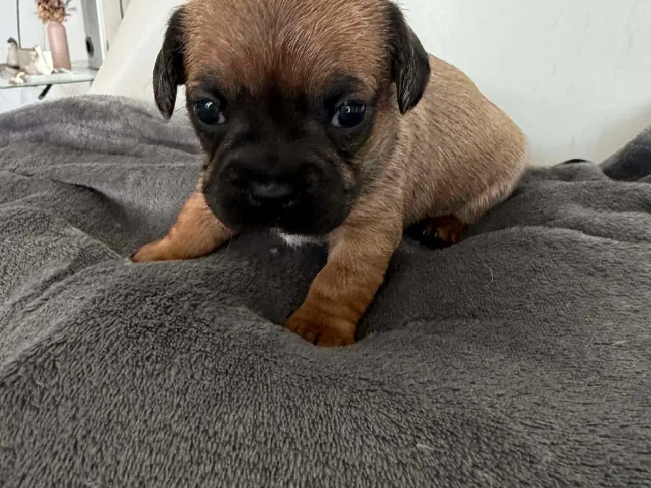 Billede 10 - Bl hvalpe beagle,bomuld,mops,gravhund