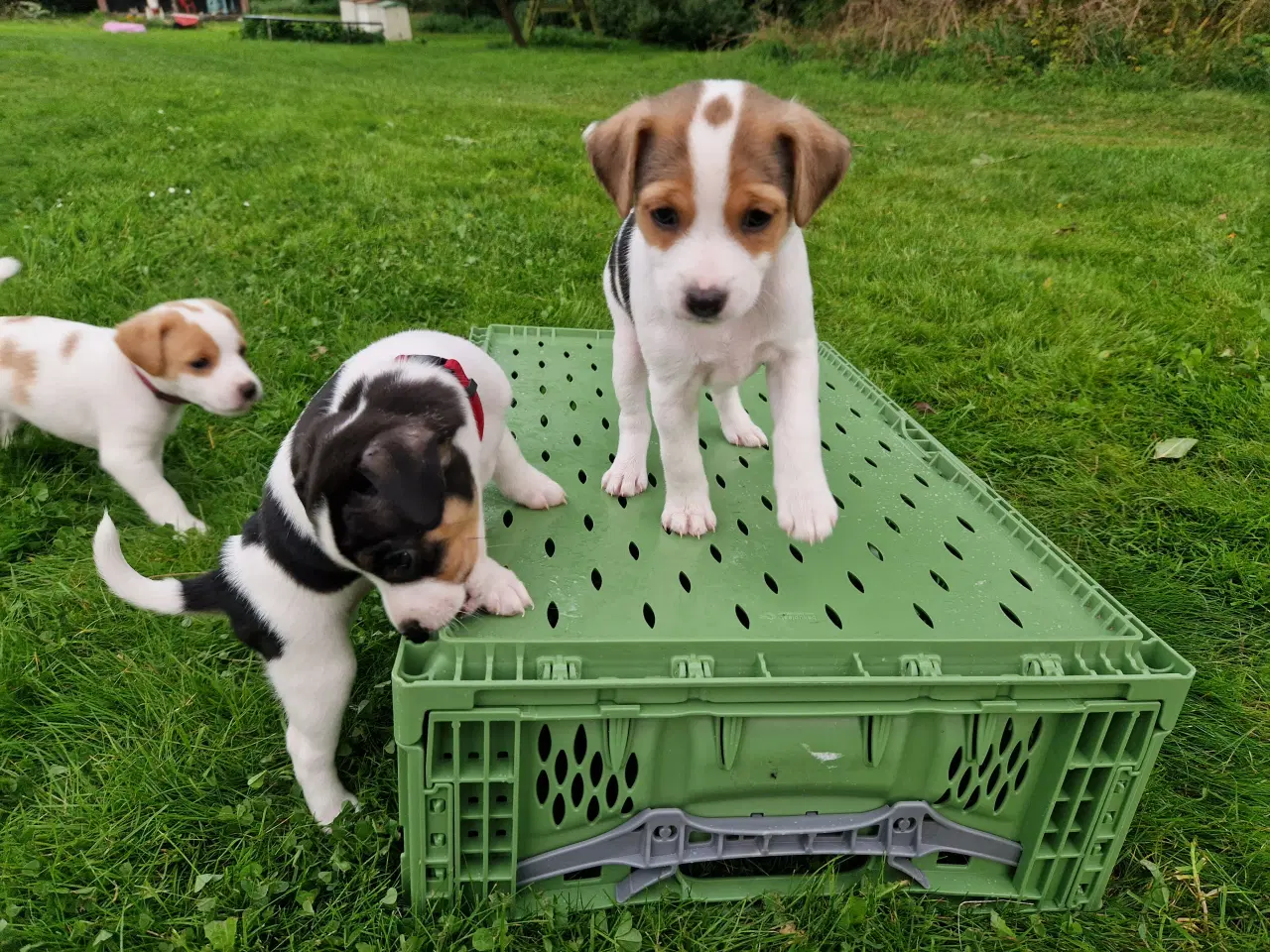 Billede 4 - Dansk svensk gårdhund jack russel