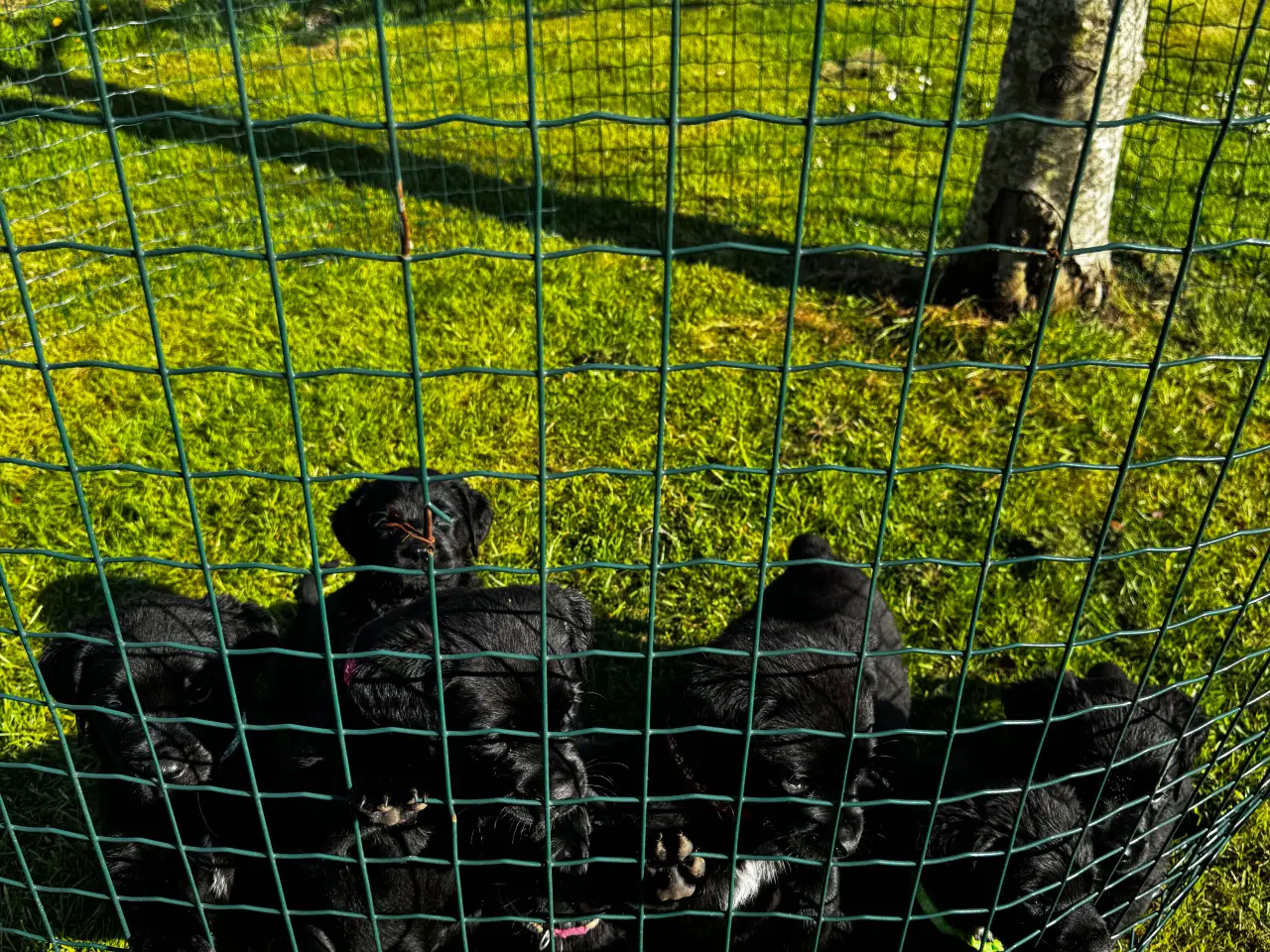 Billede 9 - Rottweiler/ Labrador hvalpe 