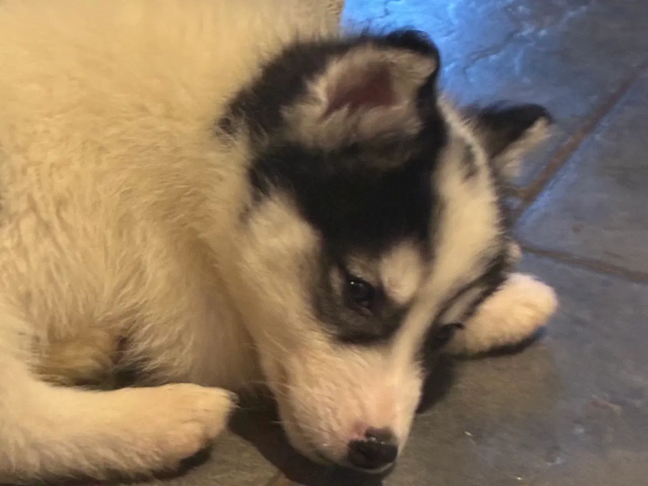 Billede 6 - Smukke slædehunde