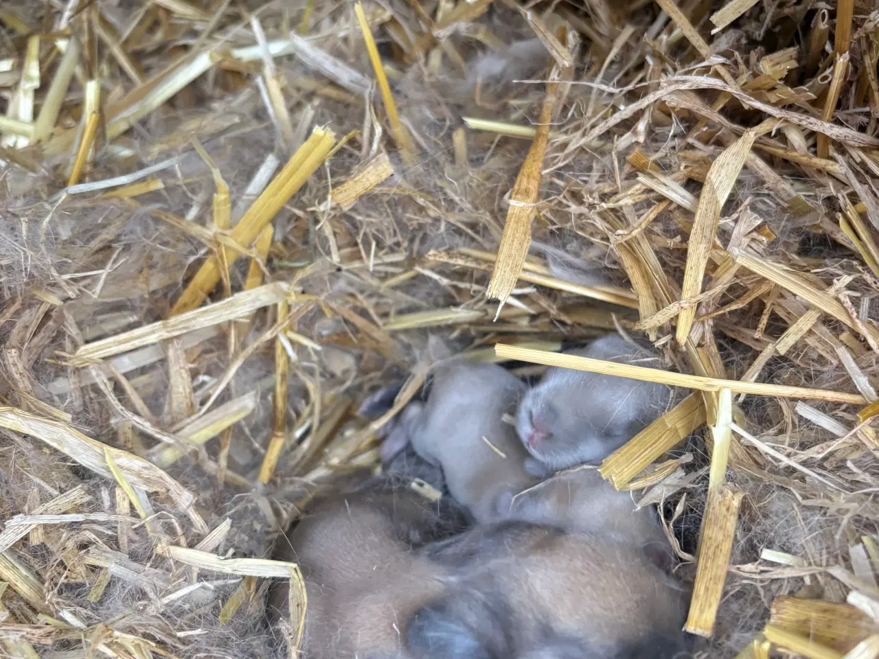 Billede 2 - Kanin unger 