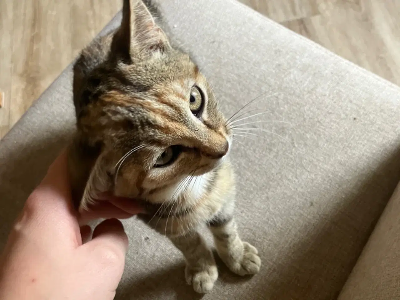 Billede 4 - Katte killinger