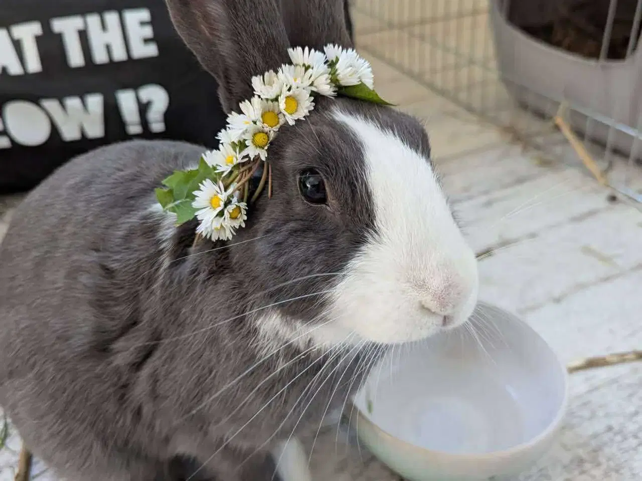 Billede 1 - Neutraliseret og vaccineret Elliot