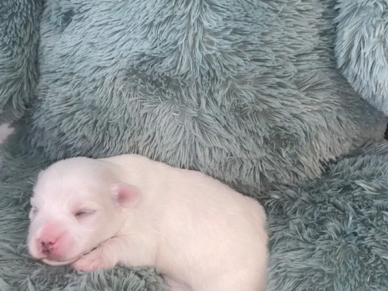 Billede 9 - Coton de tulear - Bomulds bamser