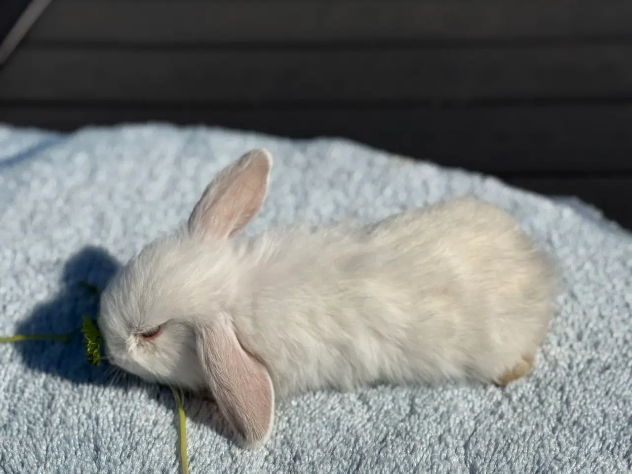 Billede 5 - Mini lop