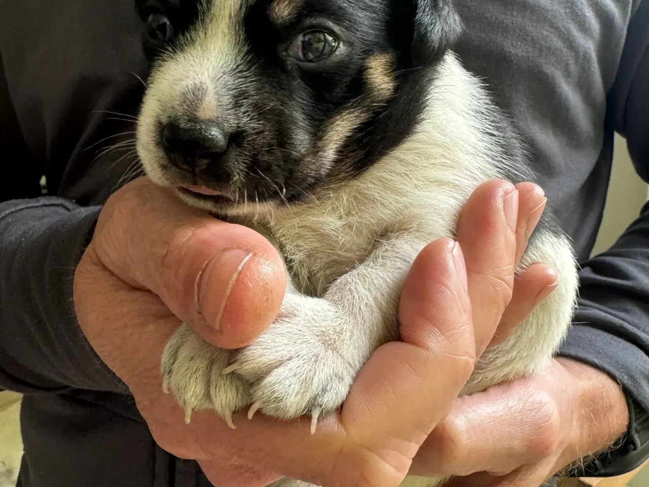 Billede 1 - Dansk svensk gårdhund