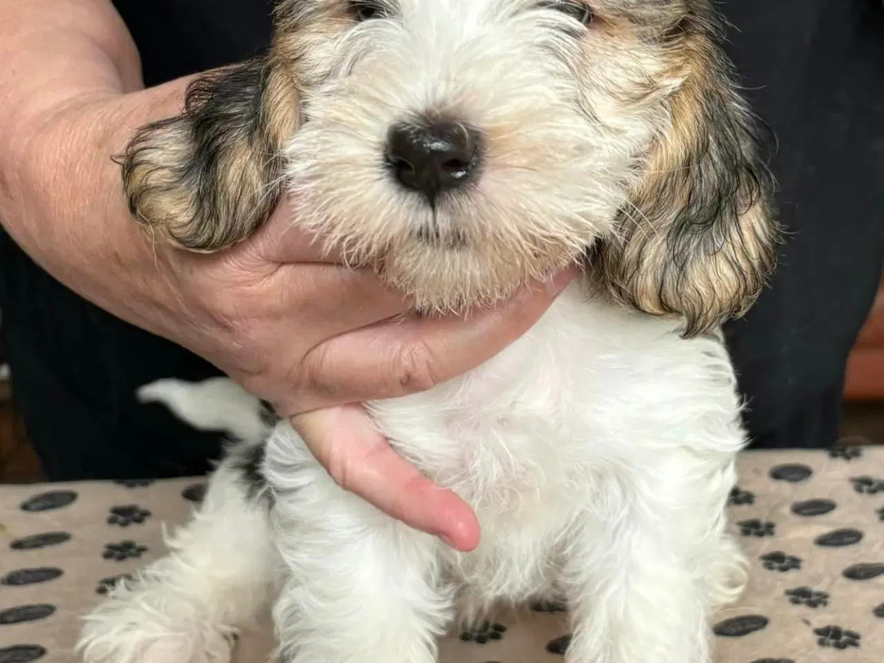 Billede 3 - Petit Basset Griffon Vendeen hvalpe