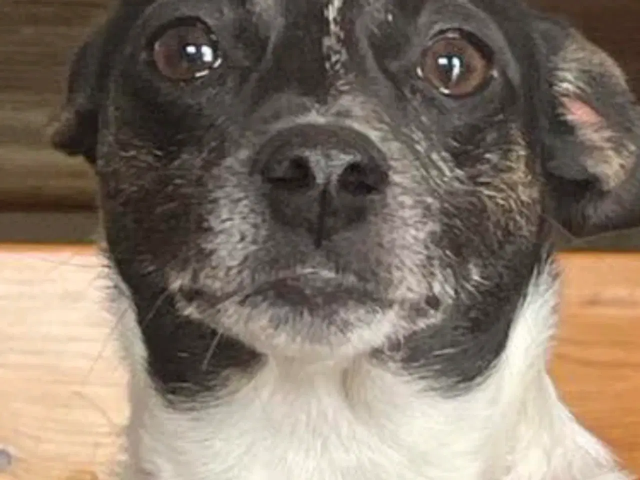 Billede 4 - Blandings hund