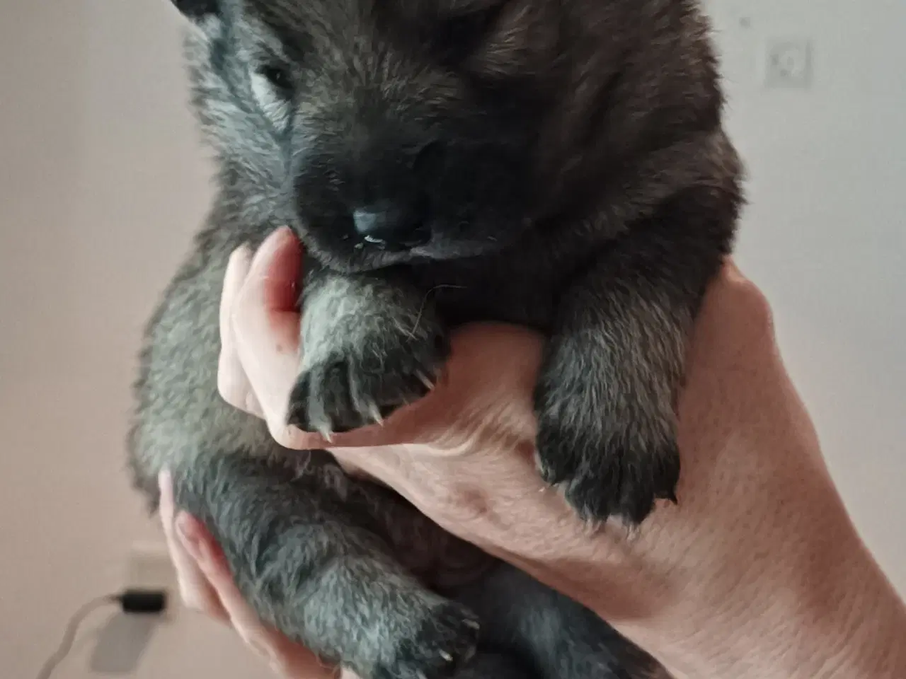 Billede 8 - Eurasier hvalpe 