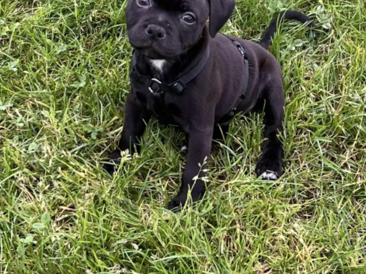 Billede 6 - Staffordshire bull terrier Hjem før pris 