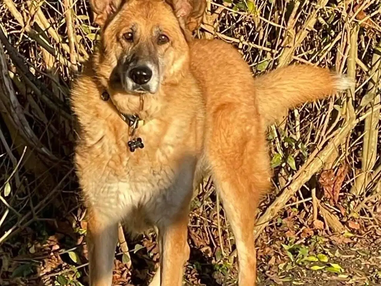 Billede 4 - Sara søger sit otium