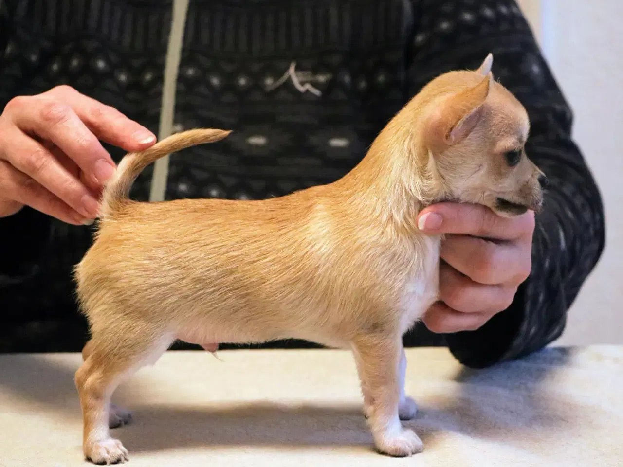 Billede 2 - Chihuahua med DKK-stambog