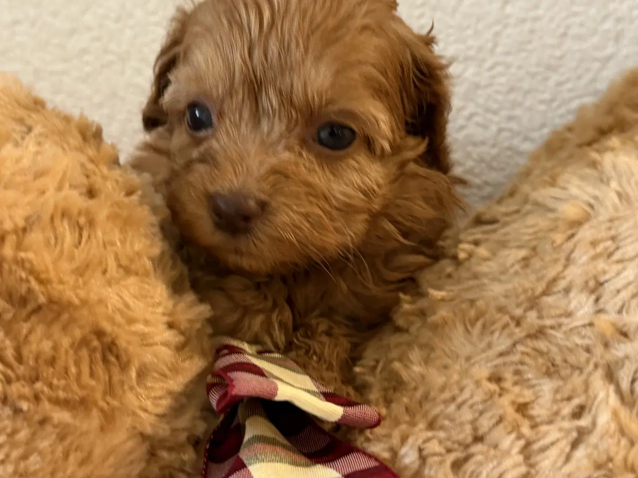 Billede 6 - Havapoo piger