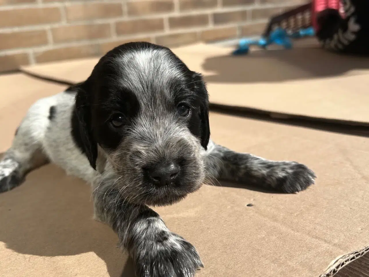 Billede 2 - Cockerspaniel hvalp til salg