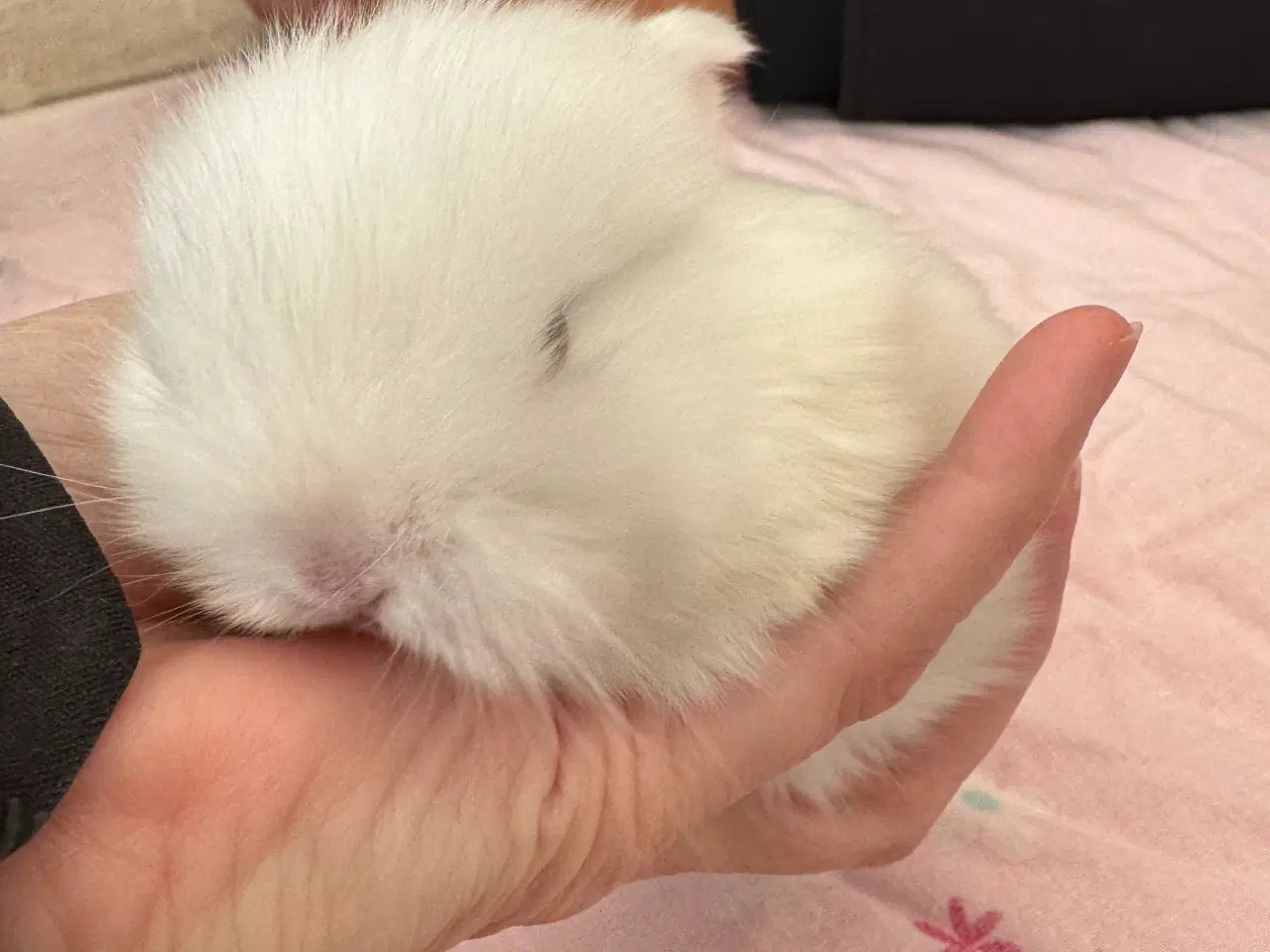 Billede 6 - Mini lop minilop