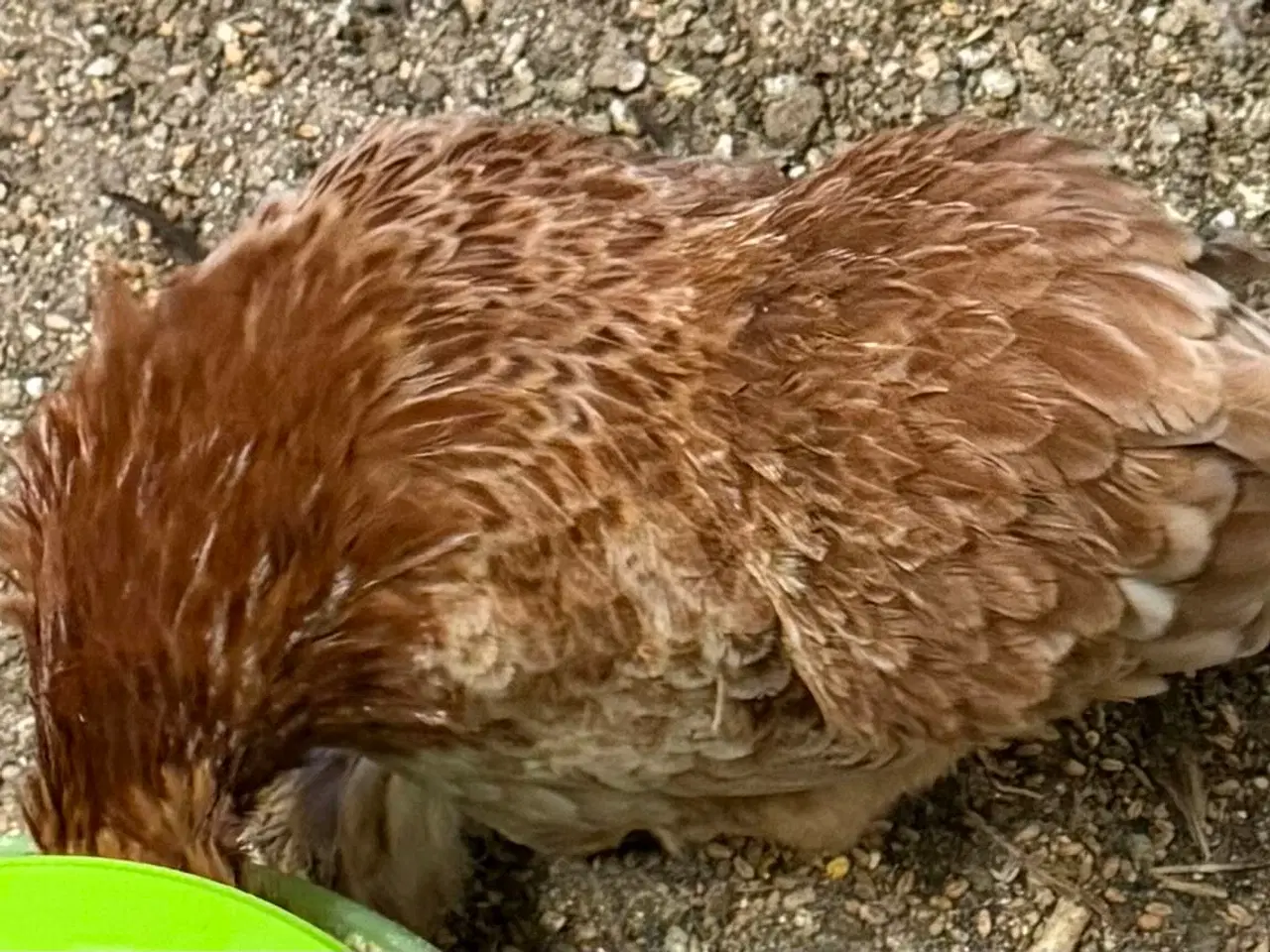 Billede 6 - Dværg blandings høner