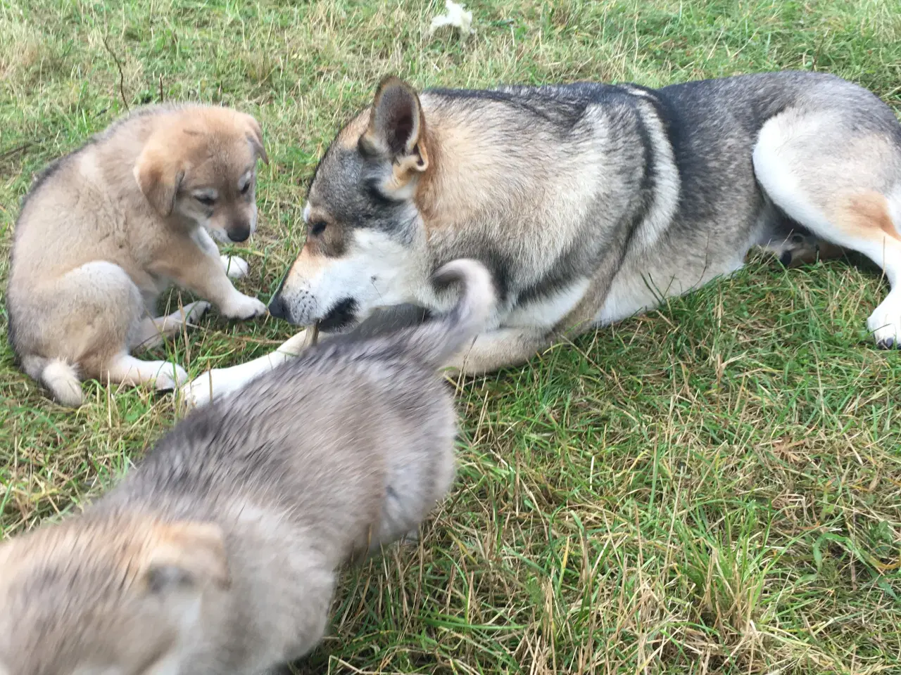 Billede 17 - Hvalpe af hvid schæfer og tjekkoslovakisk ulvehund