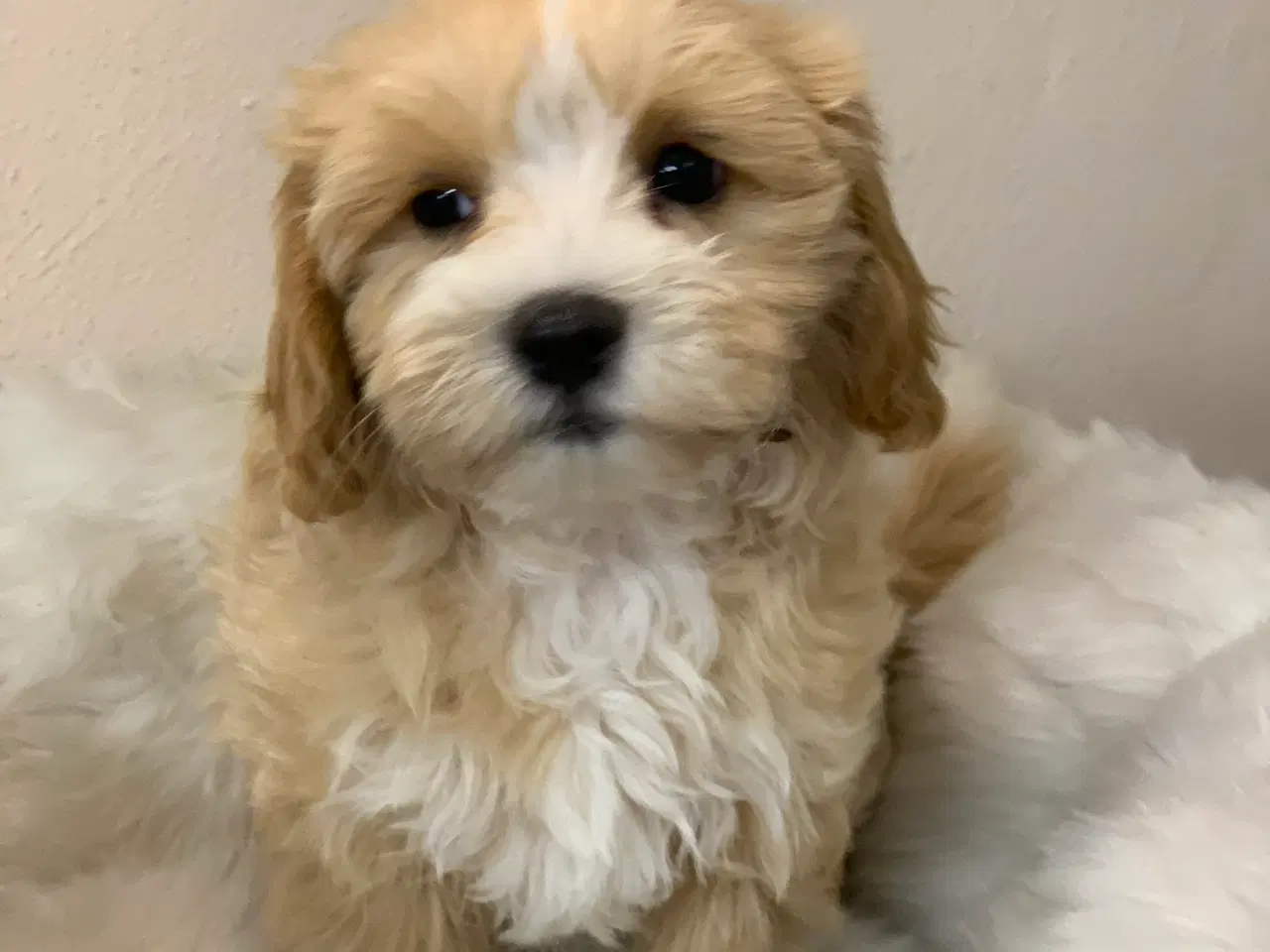 Billede 19 -  Maltipoo dreng er rejse klar nu!