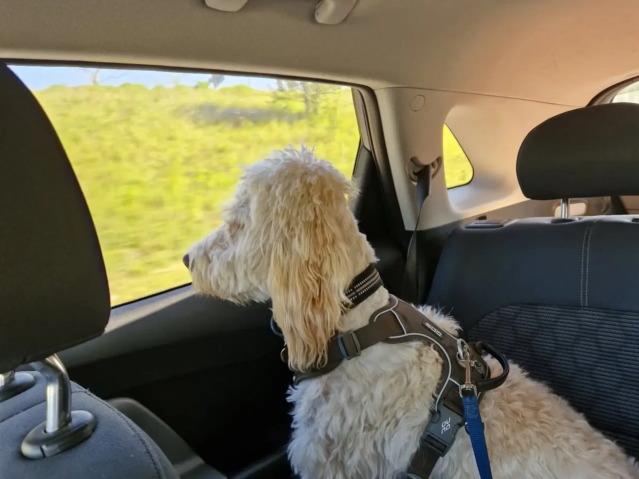 Billede 6 - Goldendoodle søger nyt hjem