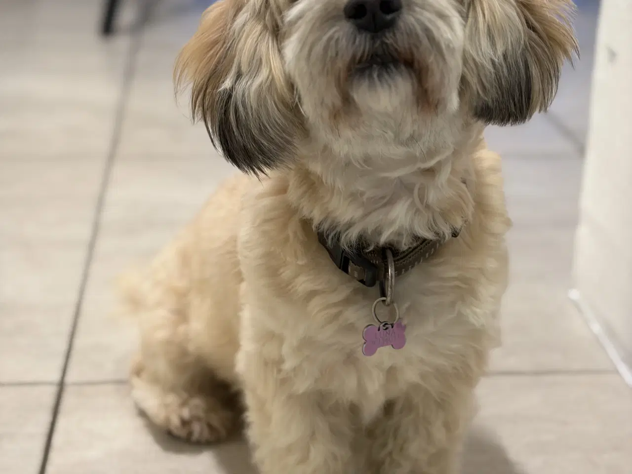 Billede 6 - Bichon havanise 