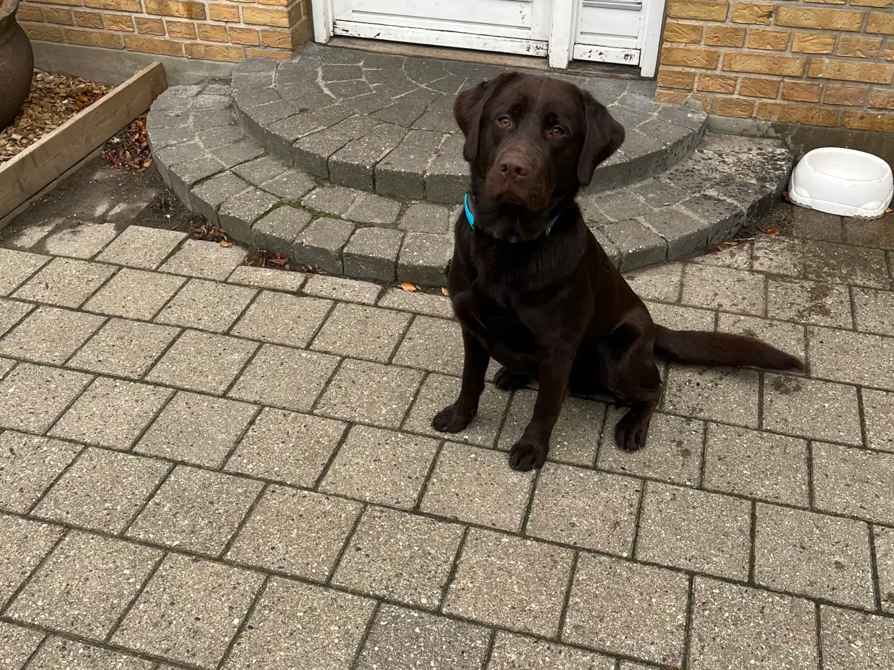 Billede 3 - 1 år gamle Labrador han 