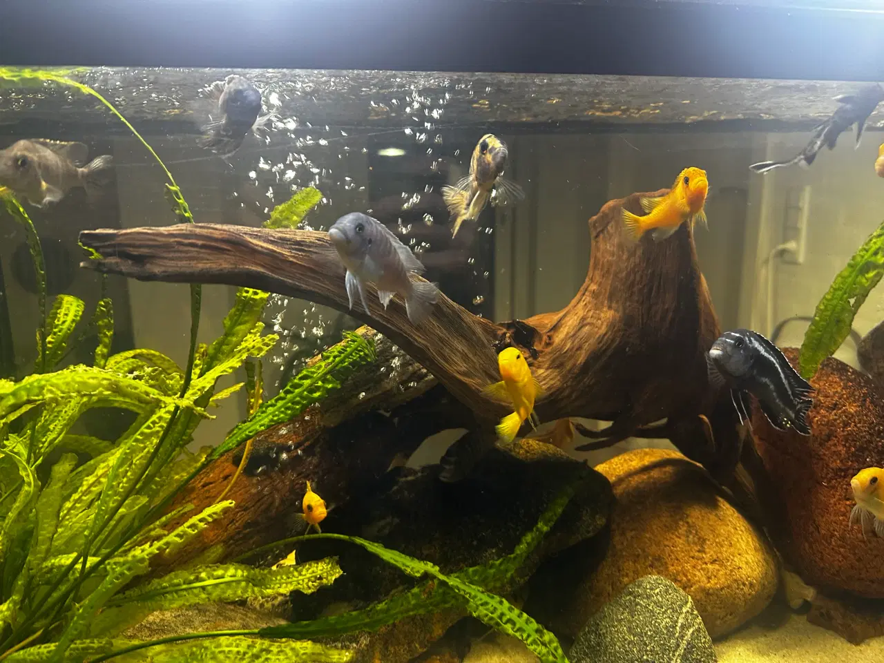 Billede 2 - Malawi og andet