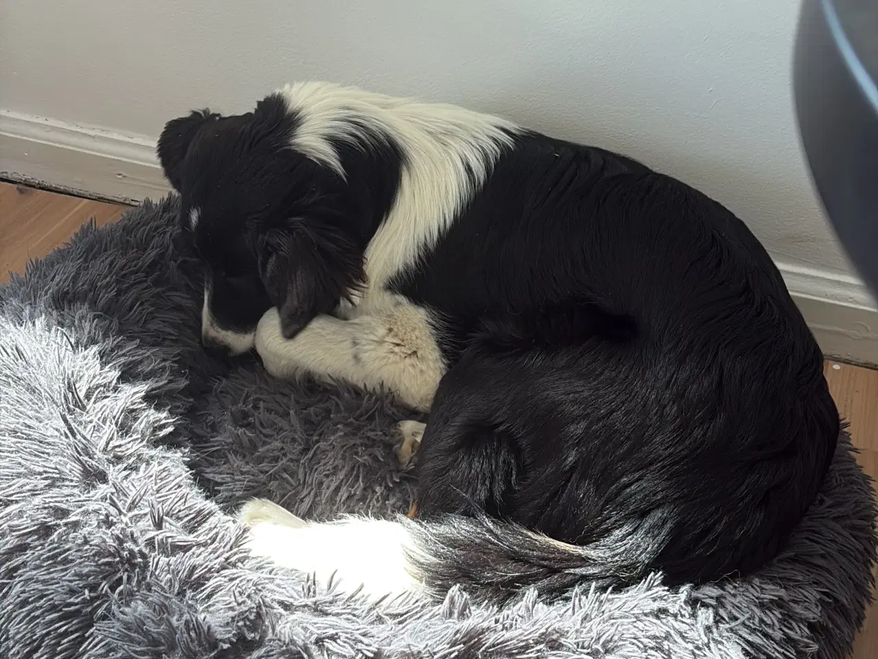 Billede 6 - Border collie