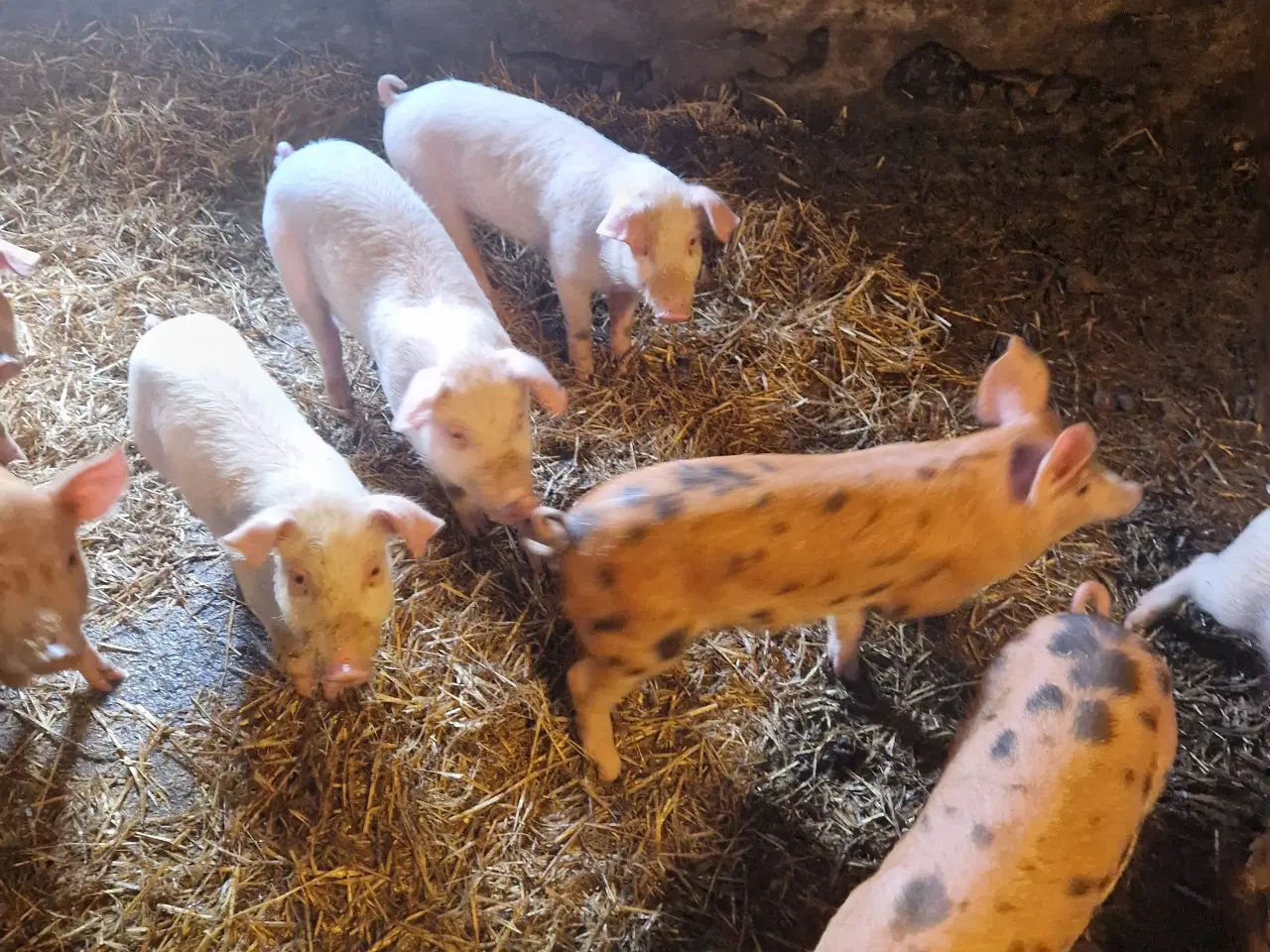Billede 3 - DL 70 kryds med duroc.
