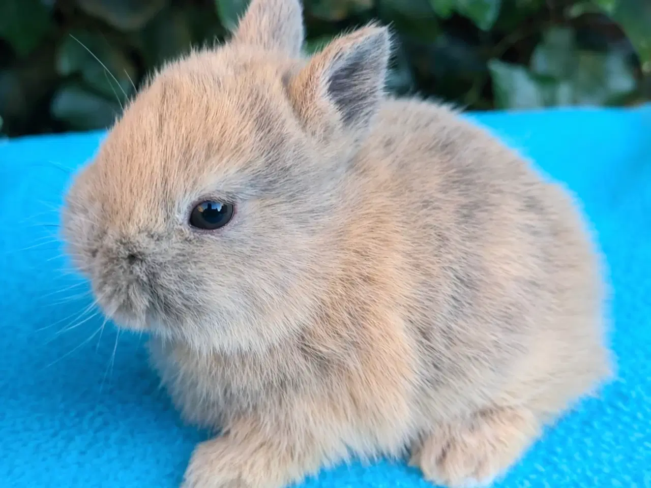 Billede 2 - Hermelin kaninunge sælges 