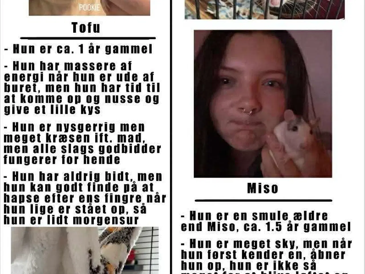 Billede 1 - Gratis bur, tilbehør og 2 pige rotter