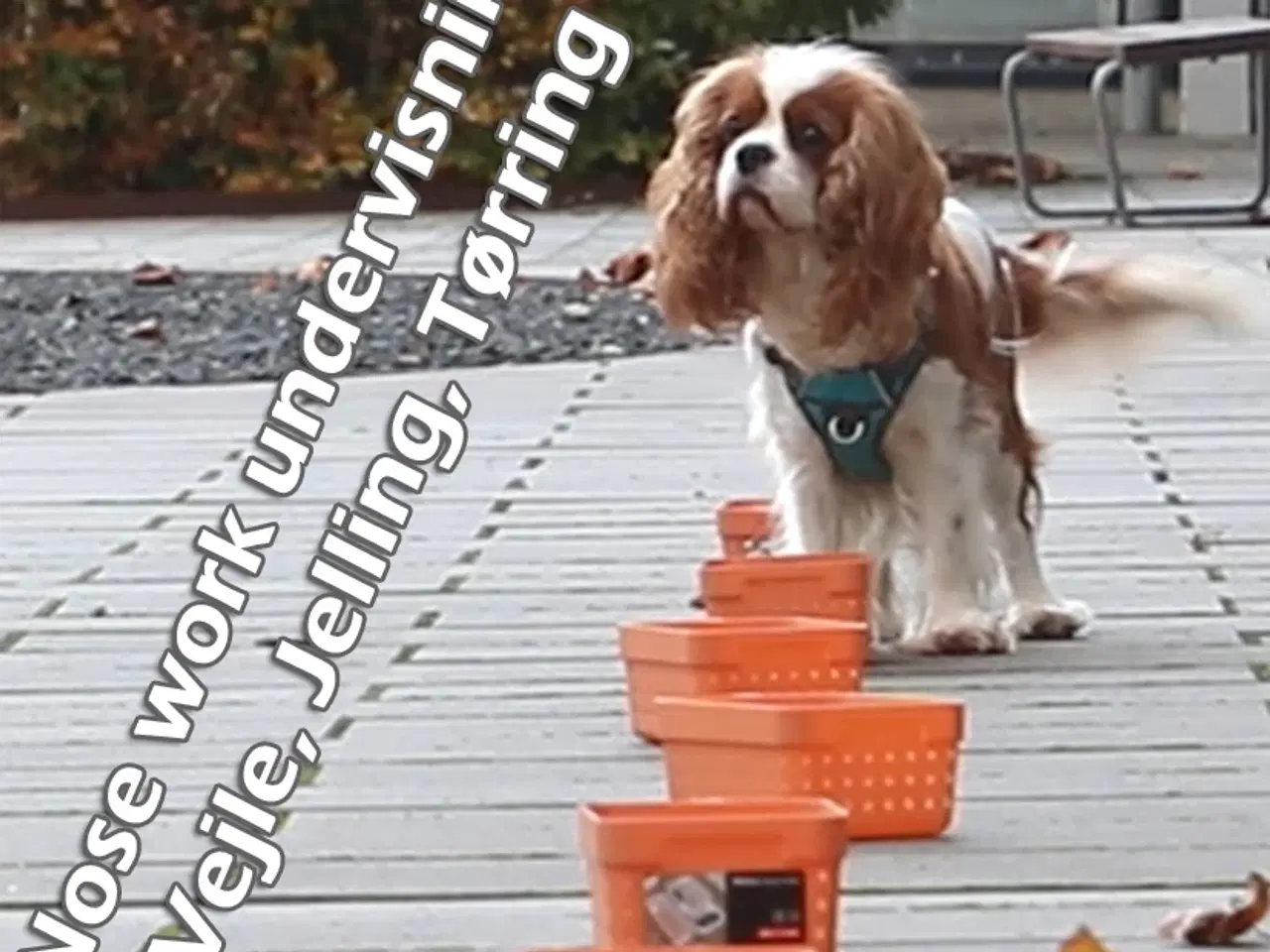 Billede 1 - Nose Work undervisning, Vejle