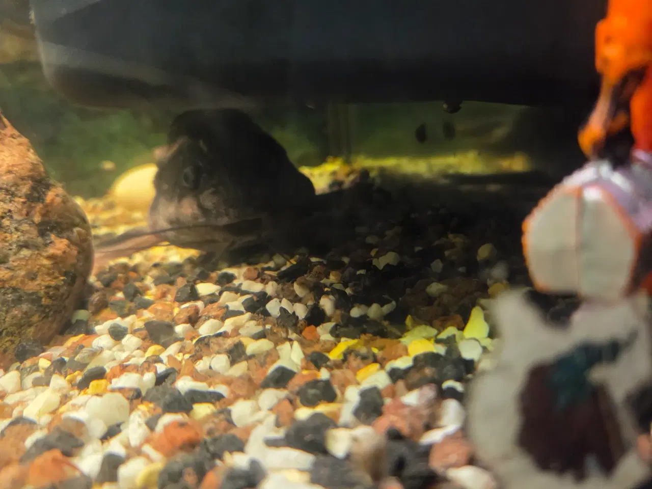 Billede 3 - Akvarie Stort