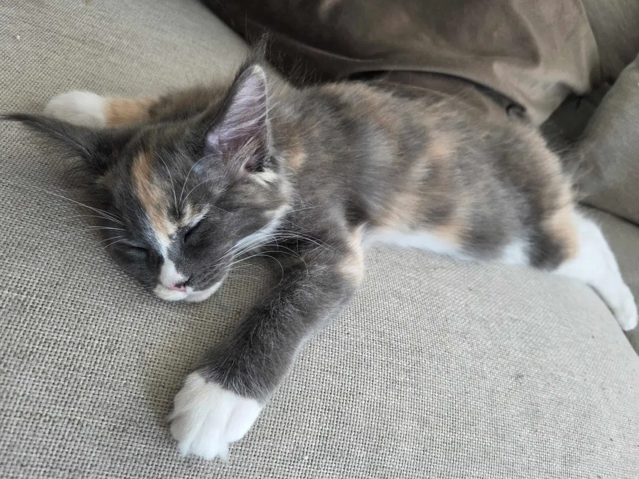 Billede 2 - To Maine coon hunkatte