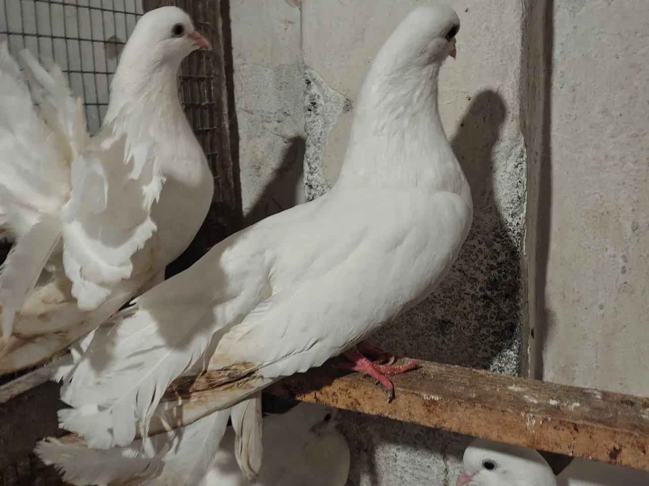 Billede 4 - Hvide højstjerter 