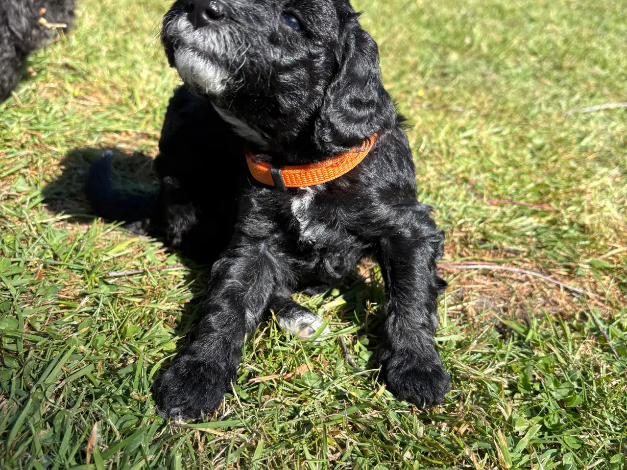 Billede 10 - Goldendoodle