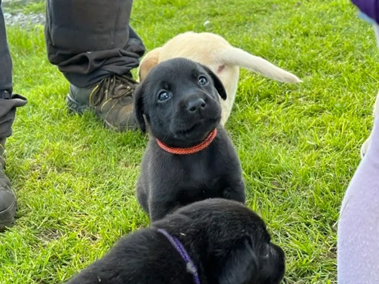 Billede 5 - Labrador Hundehvalpe søger nyt hjem