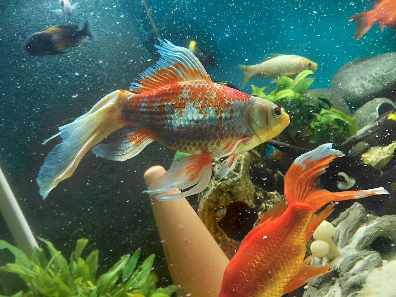 Billede 2 - guldfisk