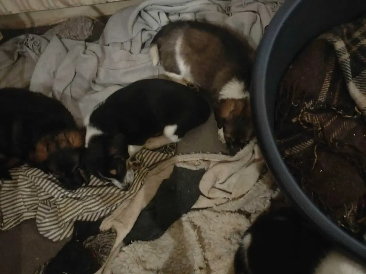 Billede 16 - Jack Russell blanding