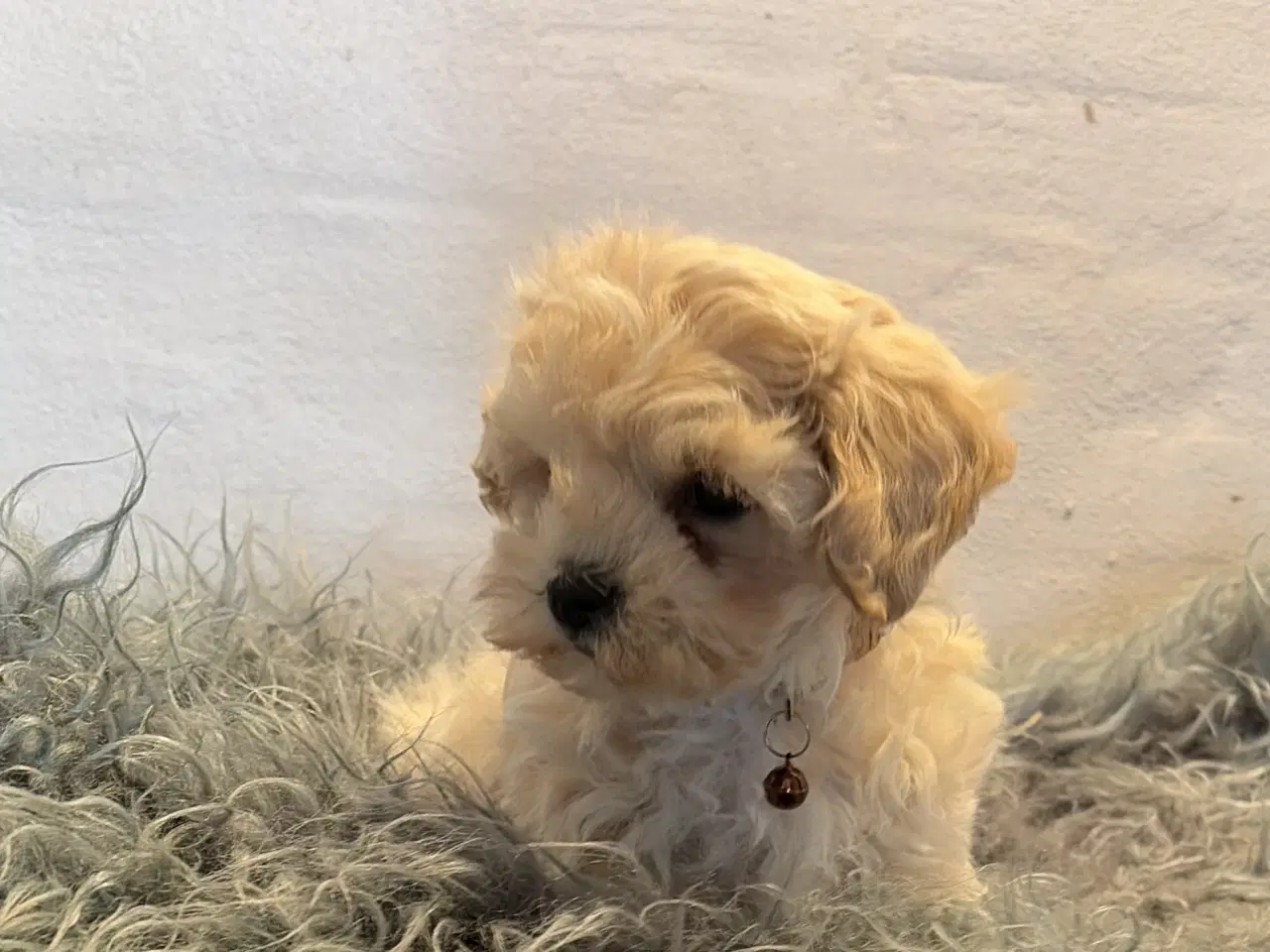 Billede 17 - 1 Mini Maltipoo dreng må rejse nu 