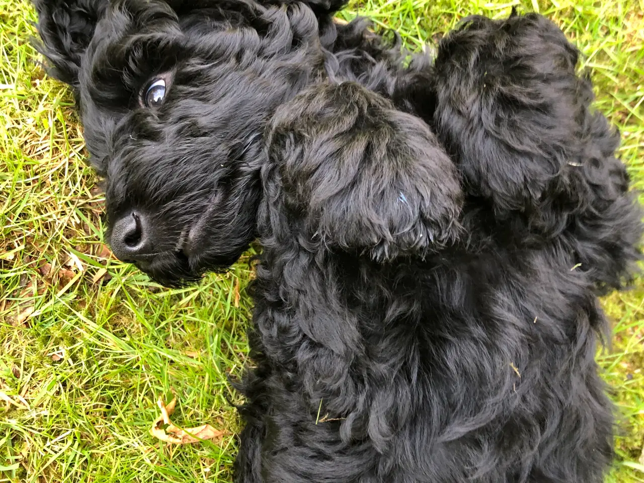 Billede 6 - Goldendoodle hvalp