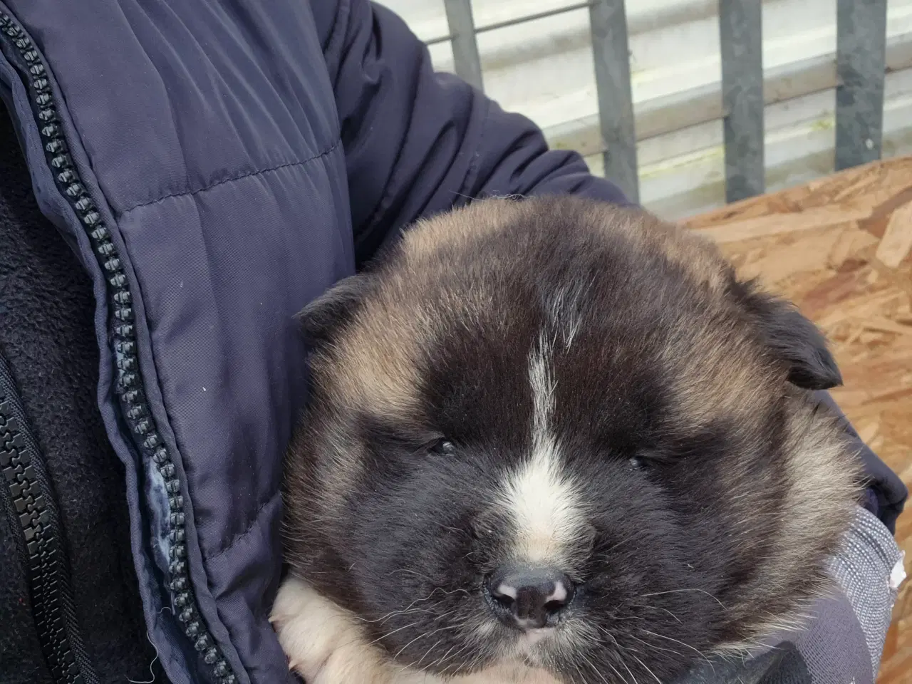 Billede 8 - Hundehvalpe American Akita