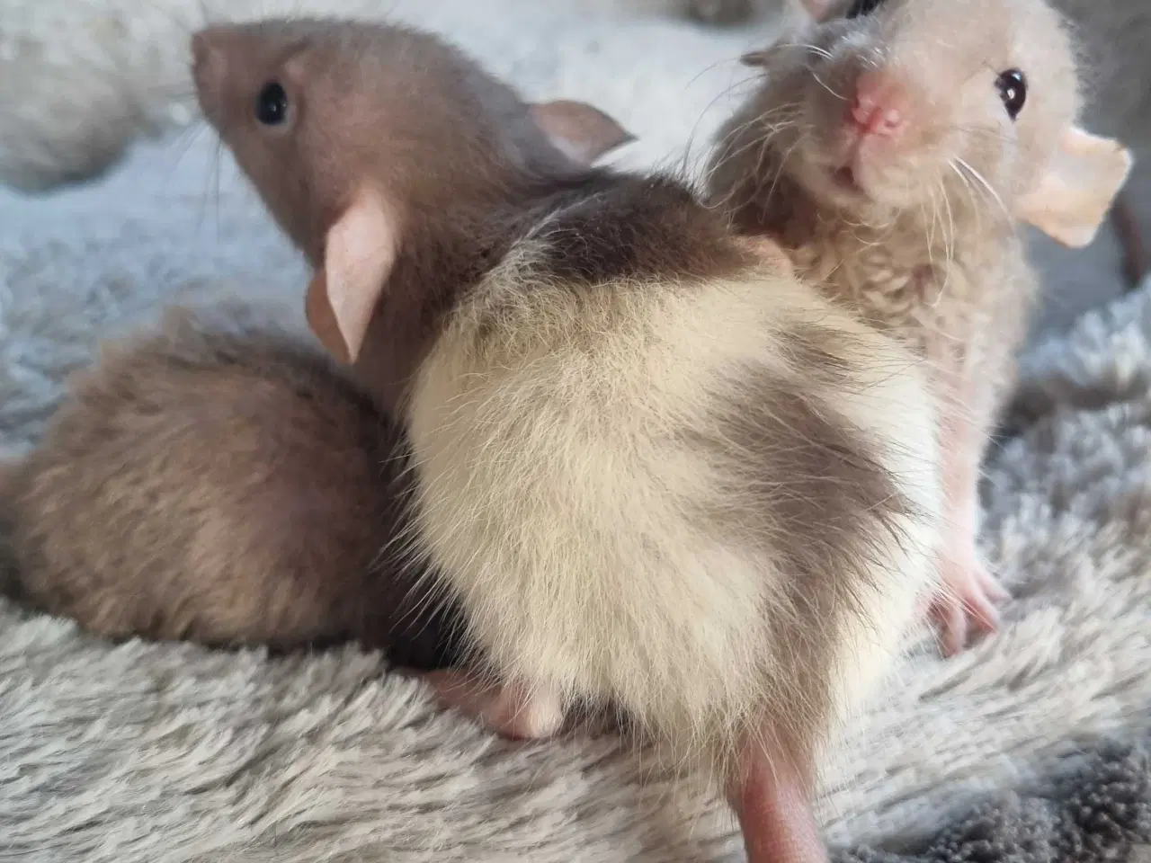 Billede 5 - Dumbo rotteunger 