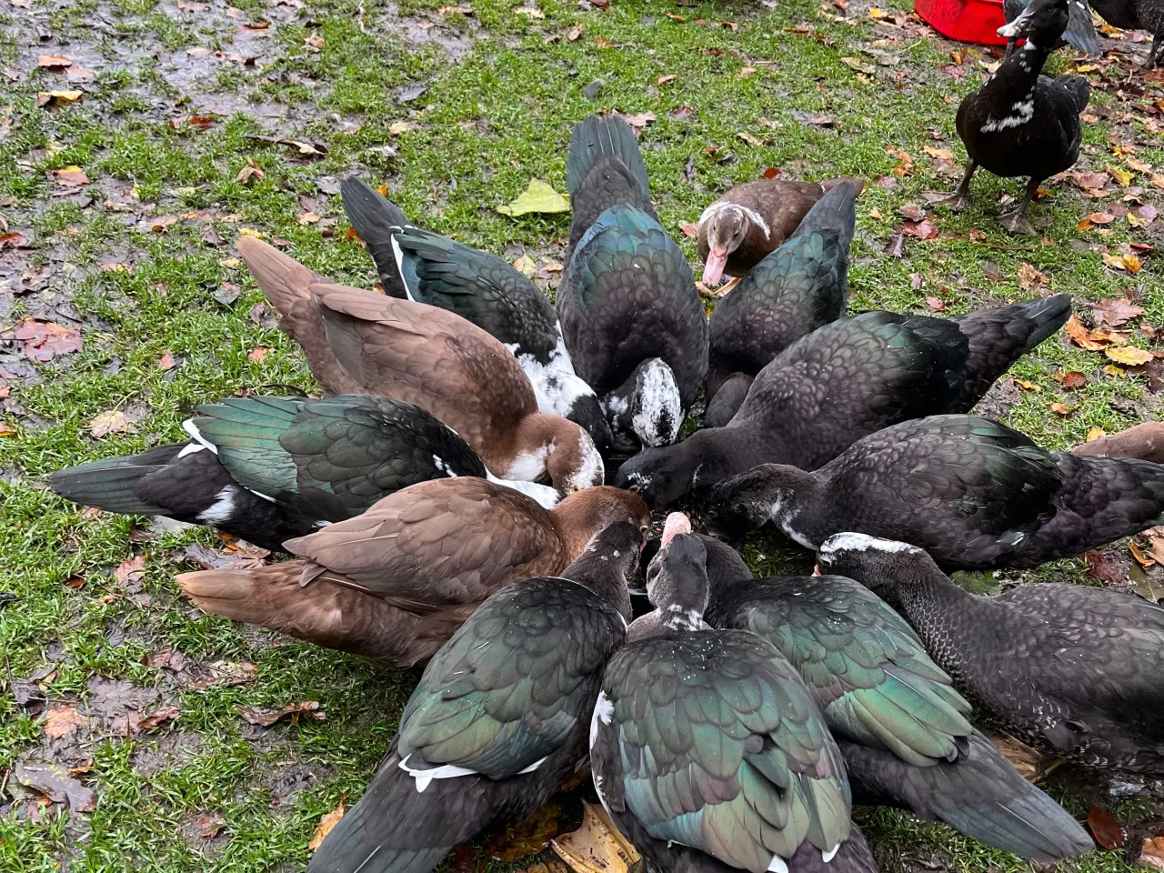 Billede 3 - Moskusænder fra 12/8