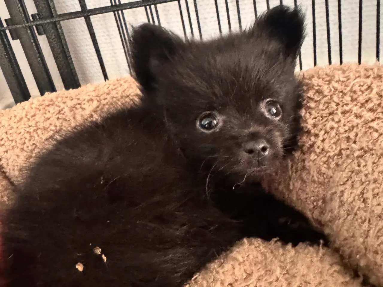 Billede 5 - Pomchi dreng 