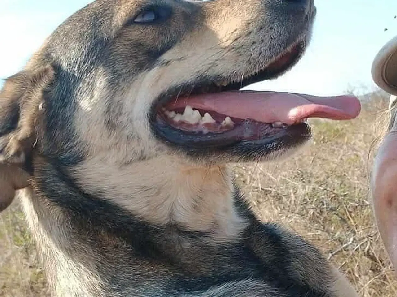 Billede 2 - Sødeste Pane søger familie