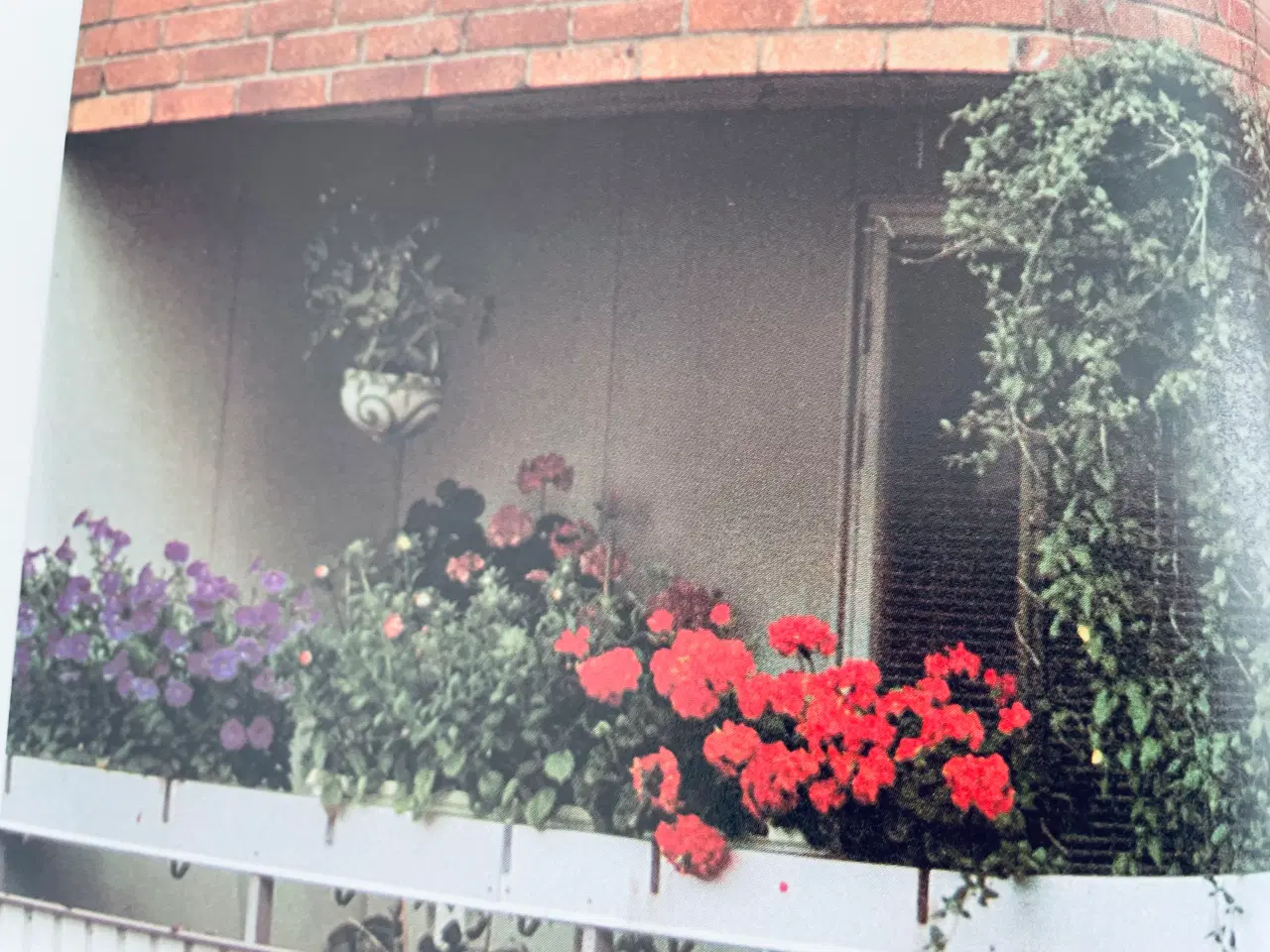 Billede 9 - Alt om stueplanter 