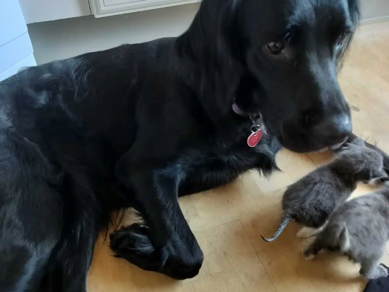 Billede 14 - Golden Retriever/ Tysk langhåret Labrador hvalpe